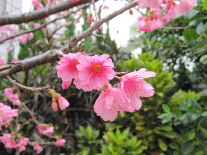 沖縄県の桜